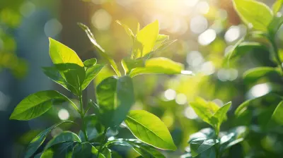 The Secret Life of Plants: Experiments to Understand Photosynthesis