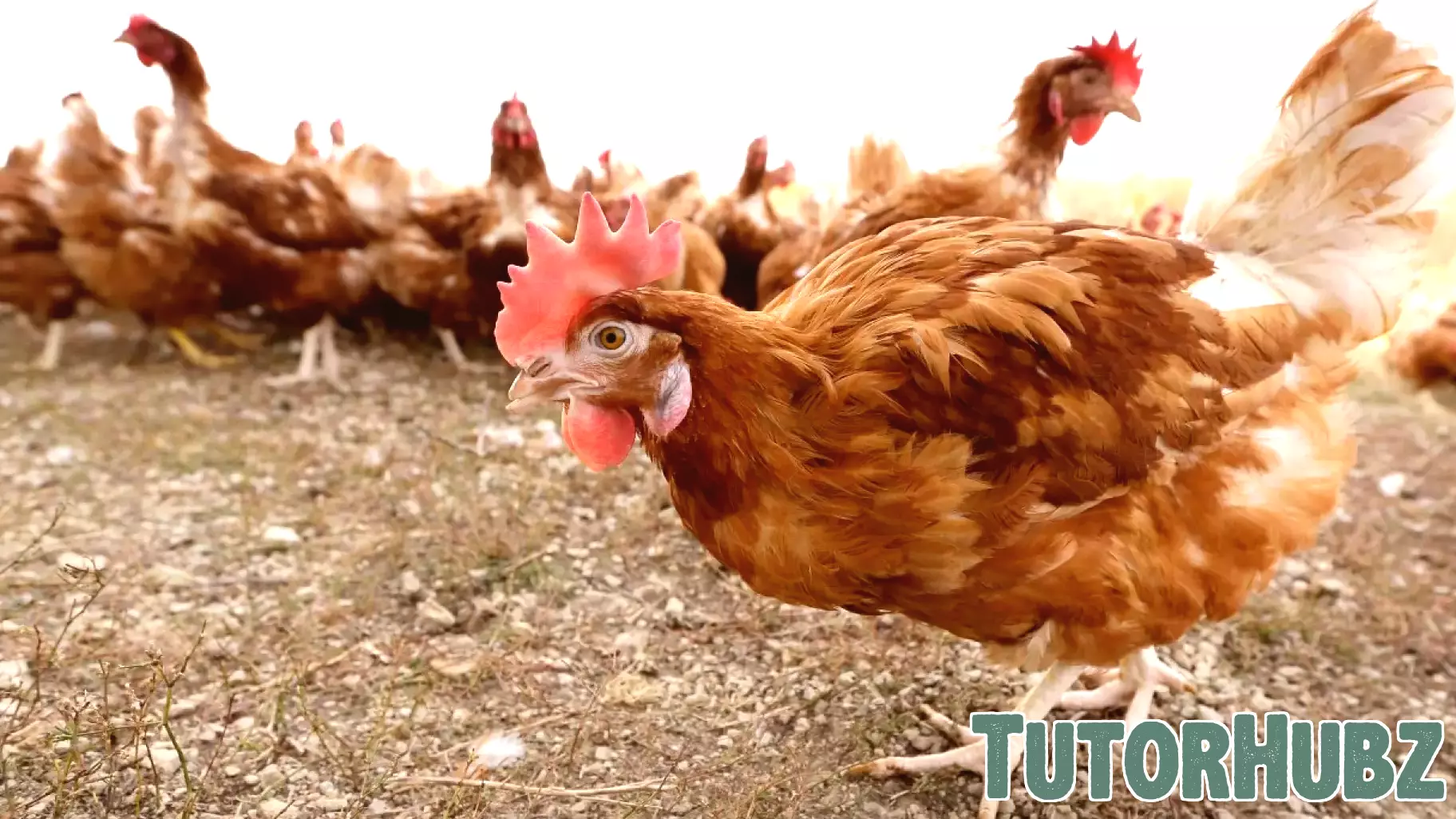 Collaboration to Enhance Poultry Science Education
