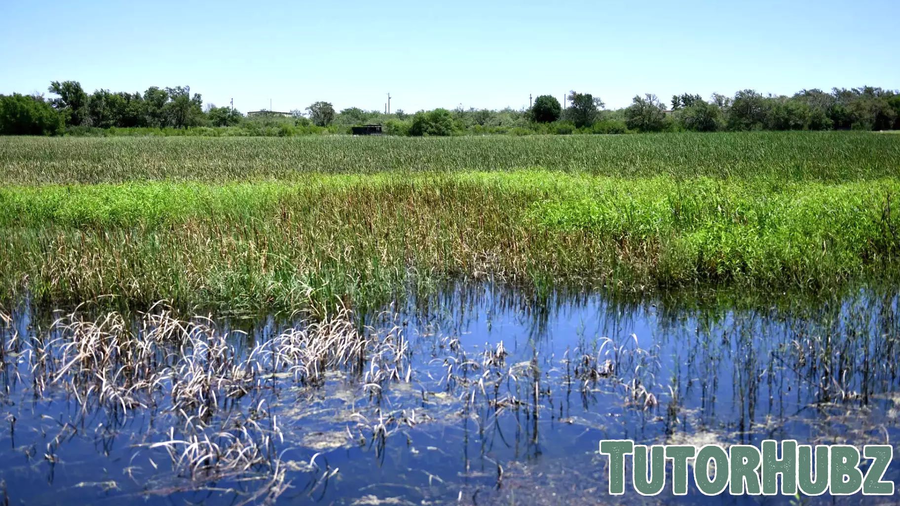 Midland's I-20 Wildlife Preserve: A Hub for Nature and Education