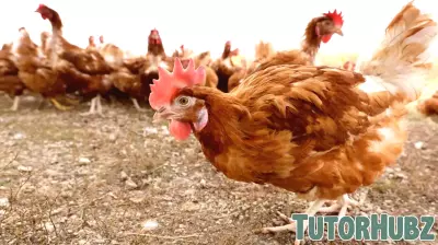 Collaboration to Enhance Poultry Science Education